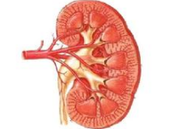 急性腎小球腎炎