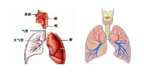 支氣管炎