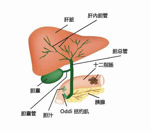 膽系疾病
