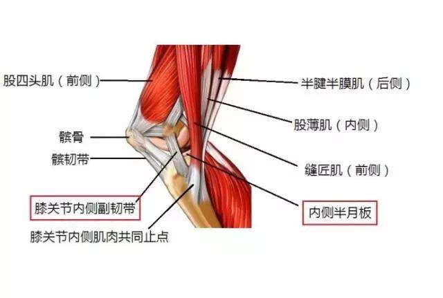 膝關(guān)節(jié)韌帶損傷