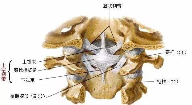 黃韌帶肥厚癥